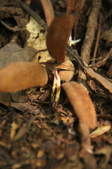 Dipterocarpaceae
