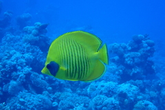 Chaetodon semilarvatus