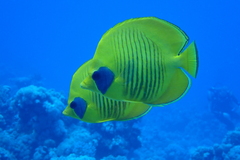 Chaetodon semilarvatus