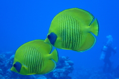 Chaetodon semilarvatus