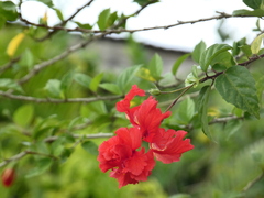 Hibiscus