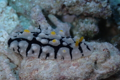 Phyllidia multifaria