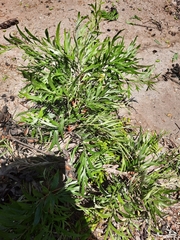 Grevillea robusta