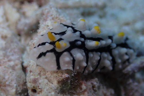 Phyllidia multifaria
