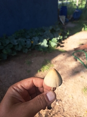 Conocybe apala