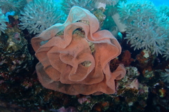 Hexabranchus sanguineus