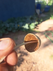 Conocybe apala