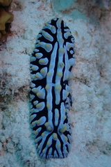 Phyllidia varicosa