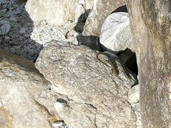 Podarcis muralis