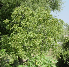 Juglans mollis