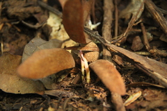 Dipterocarpaceae