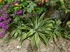 Agave angustifolia