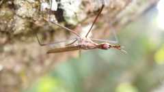 Neriidae