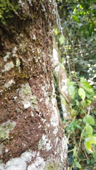 Neriidae