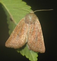 Photedes fluxa