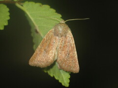 Photedes fluxa