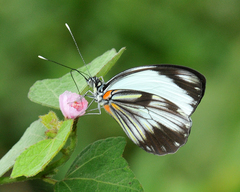 Pieriballia viardi