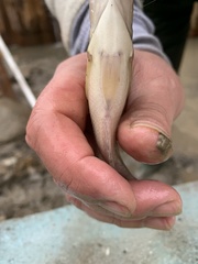 Ambloplites rupestris