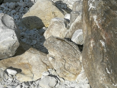 Podarcis muralis