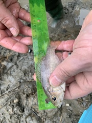 Ambloplites rupestris