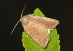 Photedes fluxa