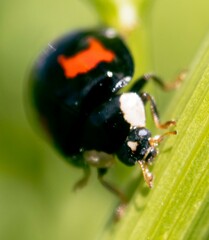 Harmonia axyridis