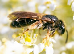 Andrena chrysosceles