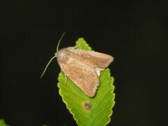 Photedes fluxa