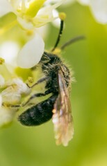 Andrena chrysosceles