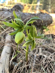 Helleborus cyclophyllus