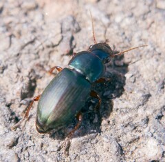 Harpalus rubripes