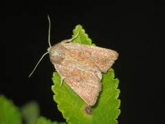 Photedes fluxa