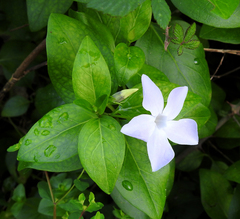 Vinca difformis