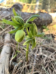 Helleborus cyclophyllus