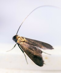 Cauchas rufimitrella