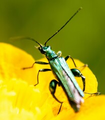 Oedemera nobilis