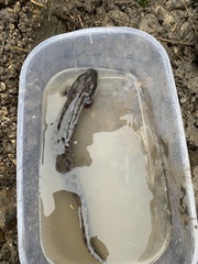 Necturus maculosus