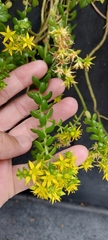 Sedum × luteoviride