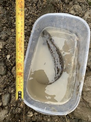 Necturus maculosus
