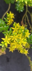 Sedum × luteoviride