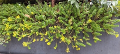 Sedum × luteoviride