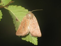 Photedes fluxa