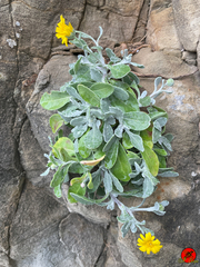 Calendula suffruticosa