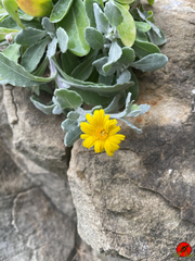 Calendula suffruticosa