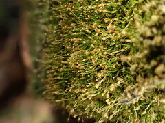 Brachydontium trichodes