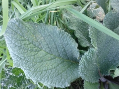 Borago officinalis