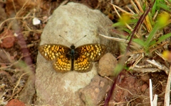 Texola elada ulrica