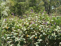 Pleroma heteromallum