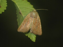 Photedes fluxa