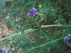 Cercopis intermedia